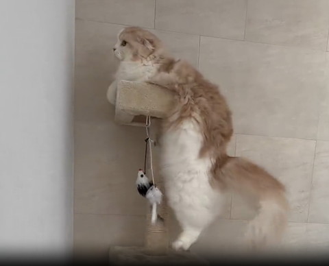 キャットタワーにぶらさがる猫ちゃん顔見える