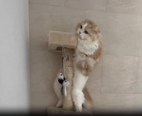 キャットタワーで2足立ち