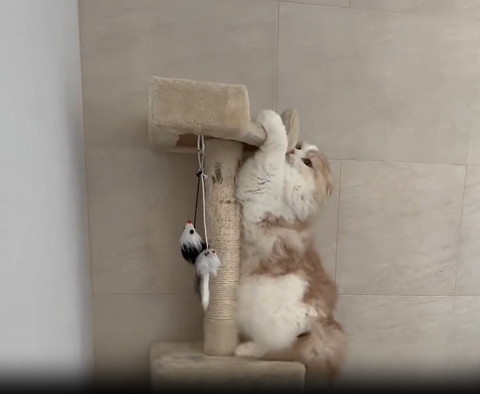 キャットタワーに抱きつく猫