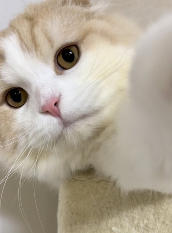 自撮りしてるような猫