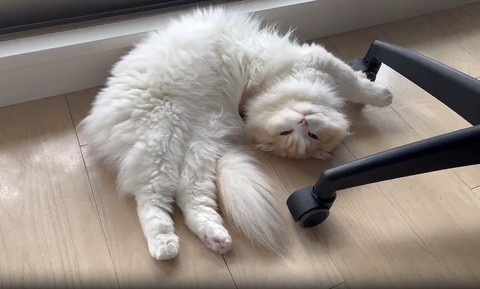 すごい角度で寝てる猫