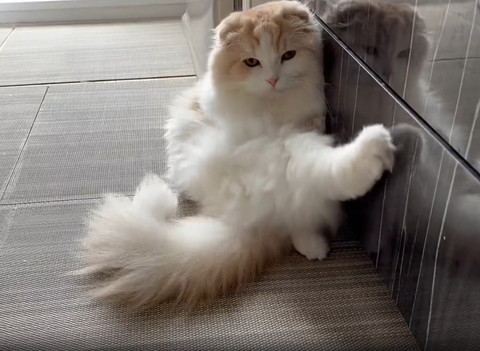 後ろ足あげてる猫