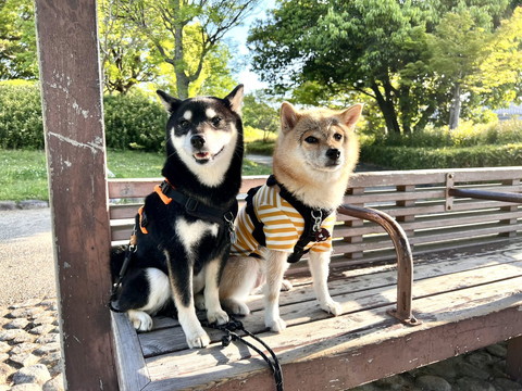 ベンチに柴犬2匹