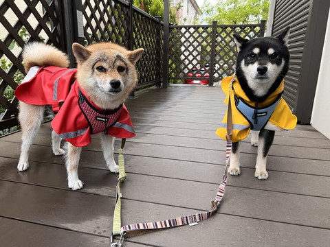 レインコート着てる柴犬2匹