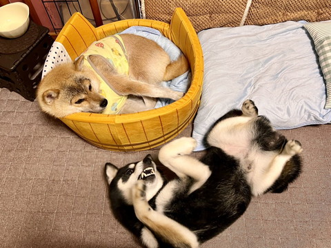 くつろぐ柴犬2匹