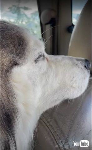 待ちくたびれたワンコ