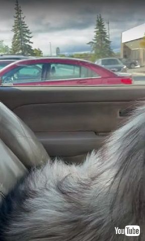 待ちくたびれたワンコ