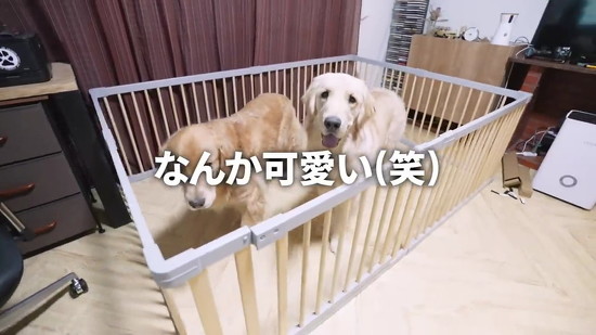 サークルに入った犬