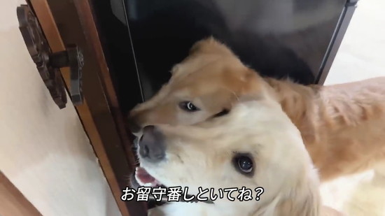 留守番するワンコ