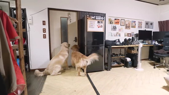 ソワソワするワンコ