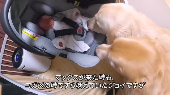 赤ちゃんとゴールデンレトリバー初対面