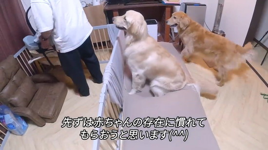 離れないワンコたち