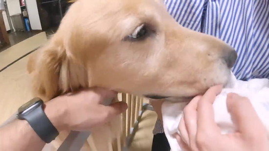 のぞくゴールデンレトリバー