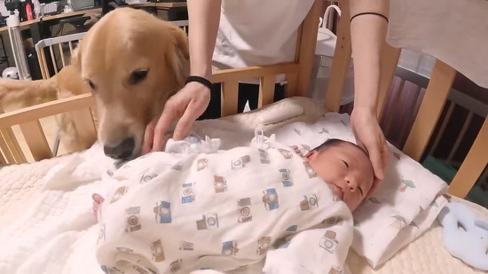 のぞきこむゴールデンレトリバー