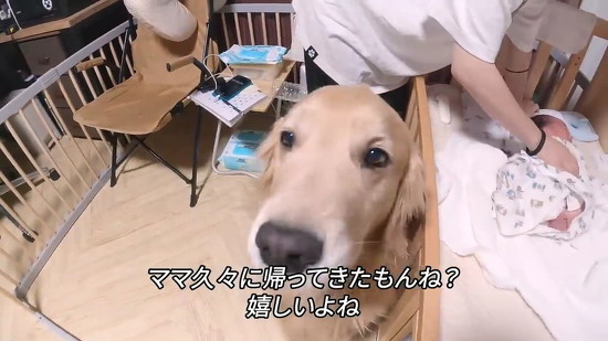 うれしそうなワンコの表情