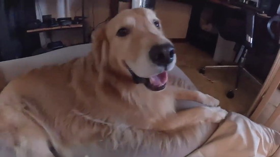 うれしそうなゴールデンレトリバーアップ