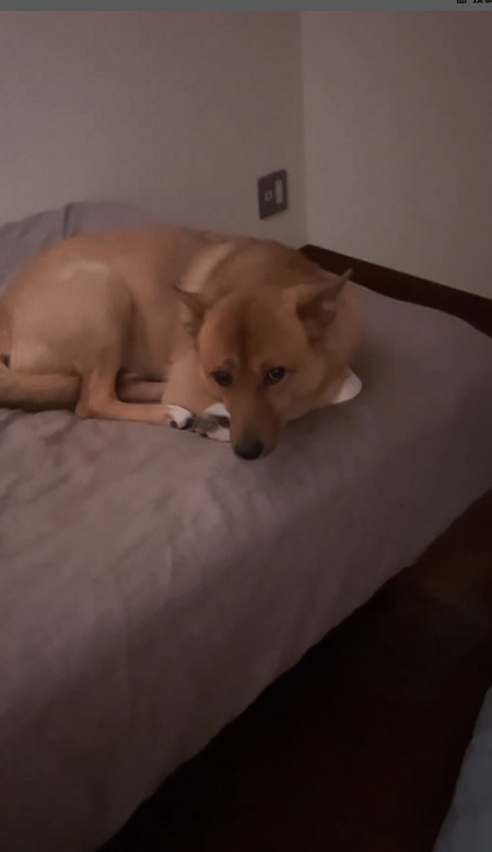 上目遣い福ちゃん