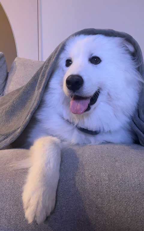 おめめくりくり