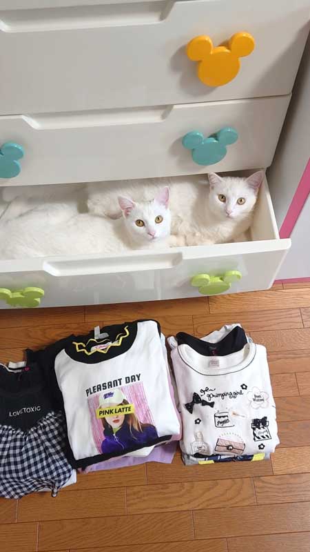 タンスに収まる猫