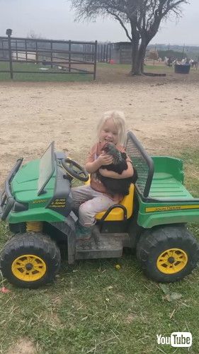 「Chicken Taken For A Drive || ViralHog」