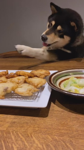 「必死に豚天に食らいつくテツ君」