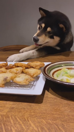 「必死に豚天に食らいつくテツ君」