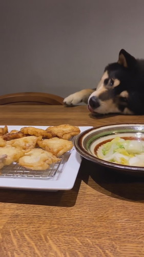 「必死に豚天に食らいつくテツ君」