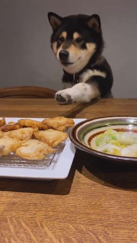 「必死に豚天に食らいつくテツ君」