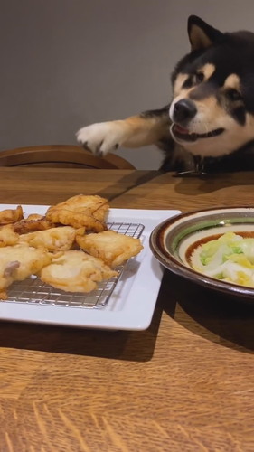 「必死に豚天に食らいつくテツ君」