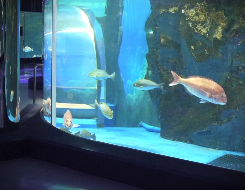 水槽清掃中に地震