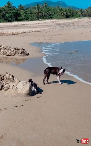 子猫を気にかける犬