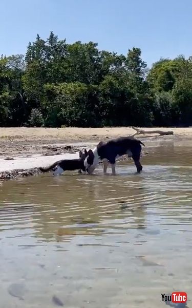 気持ちよさそうに泳ぐ保護子猫