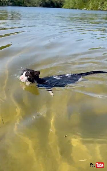 気持ちよさそうに泳ぐ保護子猫