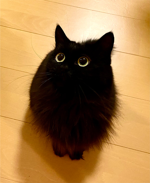 黒猫トトロ