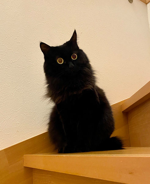 ジジみたいな黒猫