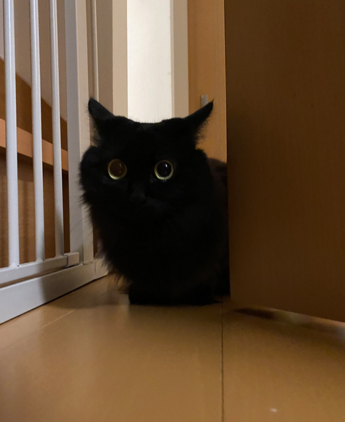 まっくろくろすけ