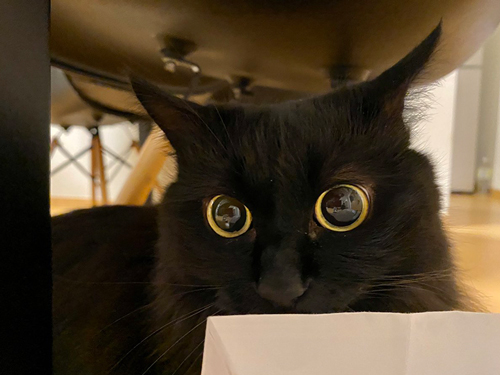 まんまるおめめ