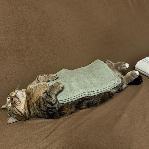ヘソ天猫お腹にタオルのせてる横から