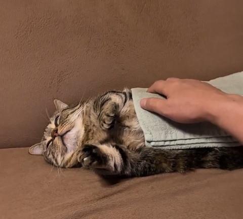 飼い主にお腹さわってもらってる猫