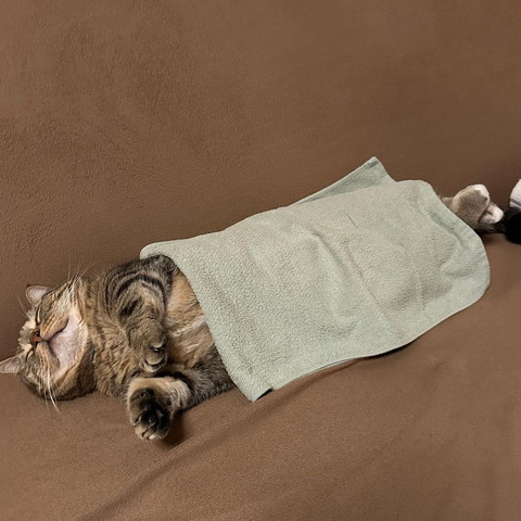 ヘソ天猫お腹にタオルのせてる猫の後ろ足クロス