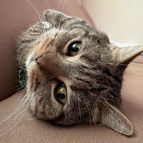 寝転がってる猫アップ