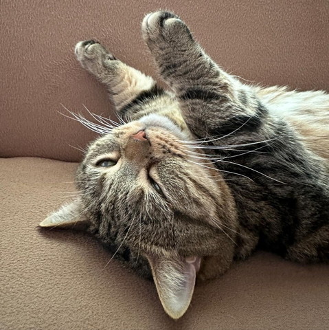 バンザイしている猫