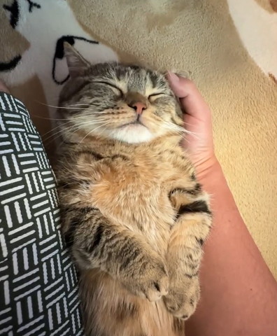 飼い主に頭なでられながら寝てる猫