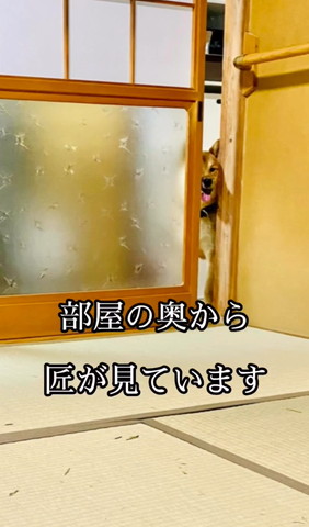 部屋の奥から匠が見ていますテロップ