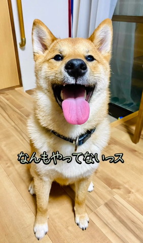 なんもやってないっすテロップ