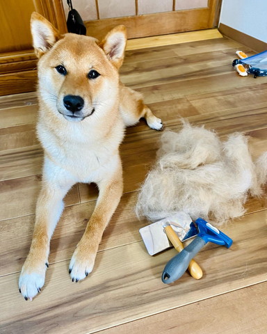 抜け毛とワンコ