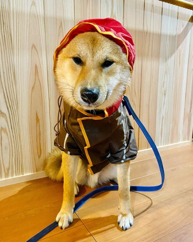 レインコートを着るワンコ