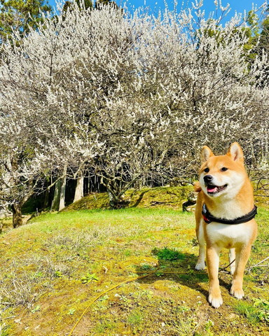 桜とワンコ