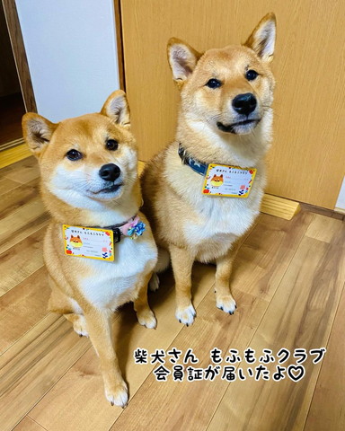 柴犬ツーショット