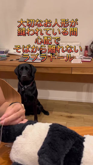 ラブラドールしょぼん